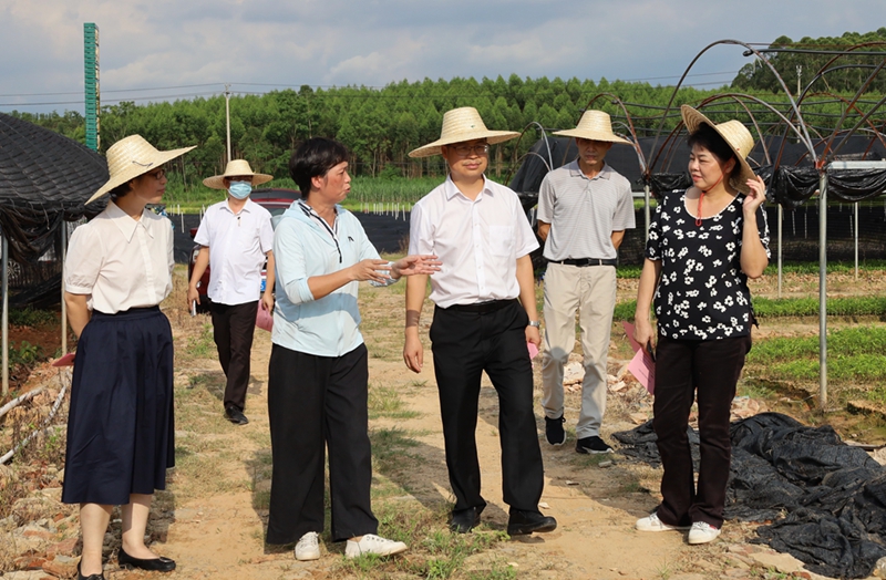 陳正理考察欽南區(qū)久隆鎮(zhèn)沉香苗木基地.jpg